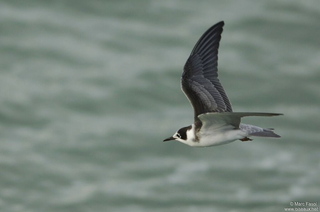 Black TernFirst year, Flight