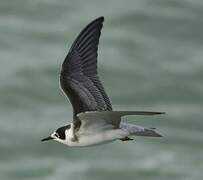 Black Tern