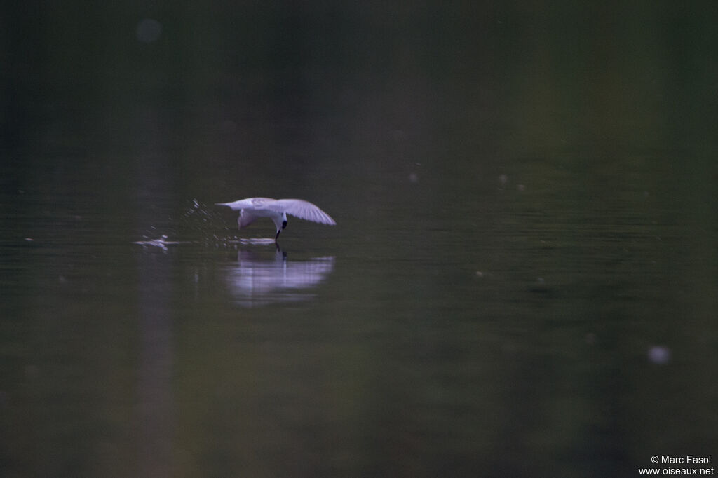 Guifette noireadulte internuptial, identification, pêche/chasse