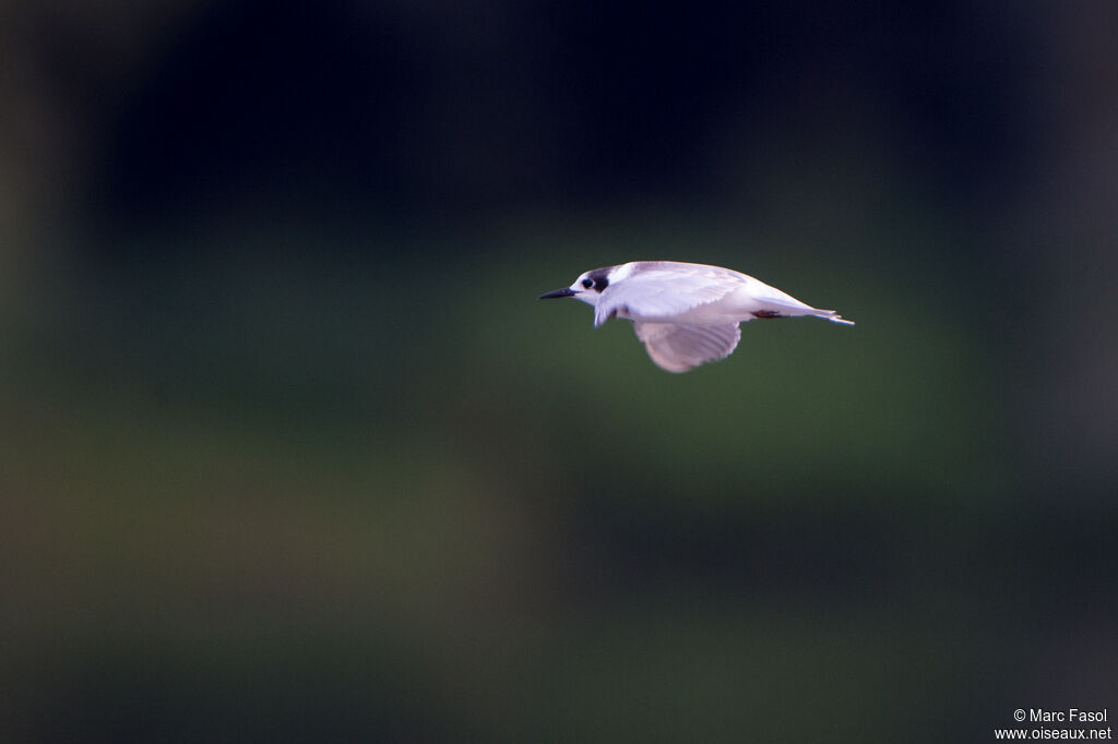 Black Ternadult post breeding, Flight