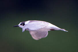 Black Tern