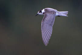 Black Tern