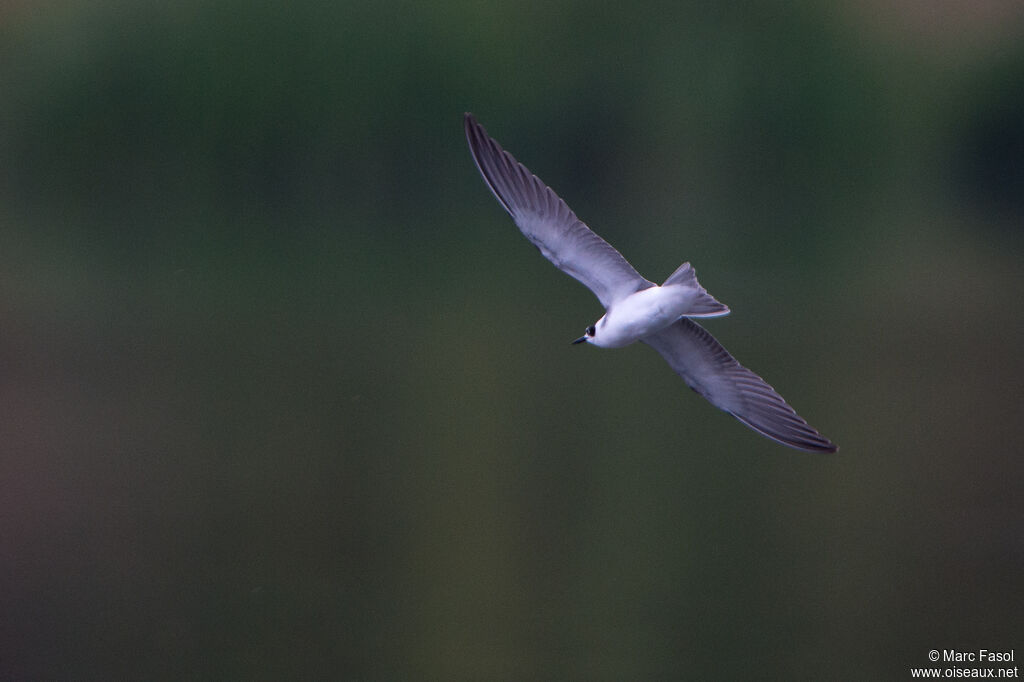 Black Ternadult, Flight