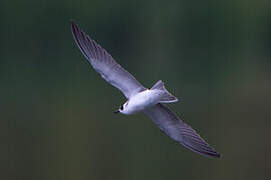 Black Tern