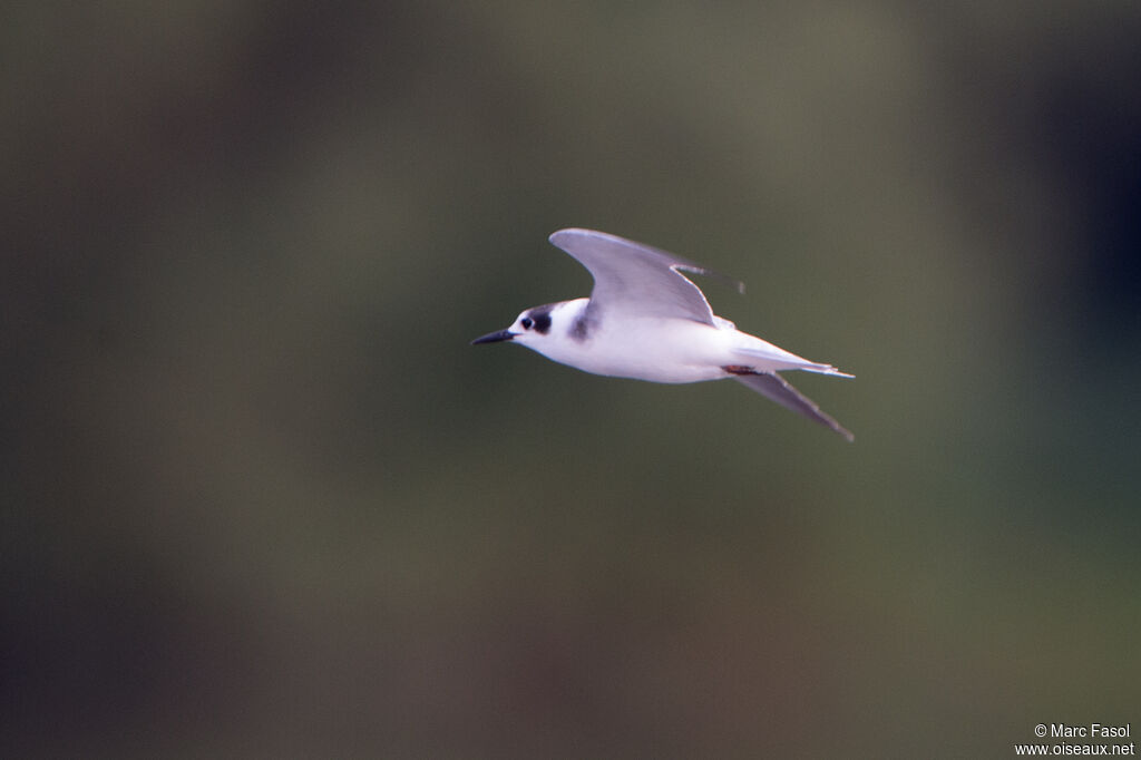 Black Ternadult post breeding, Flight