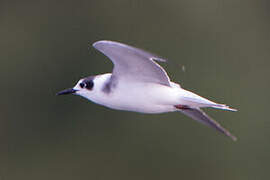 Black Tern