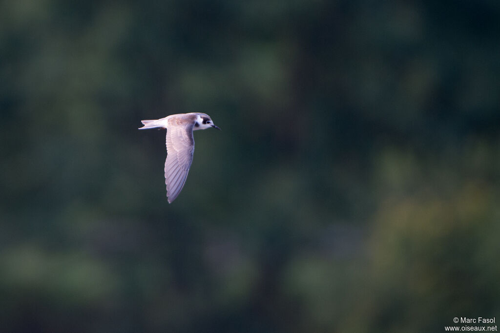 Black TernFirst year, Flight