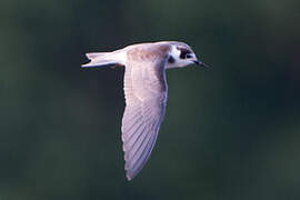 Black Tern