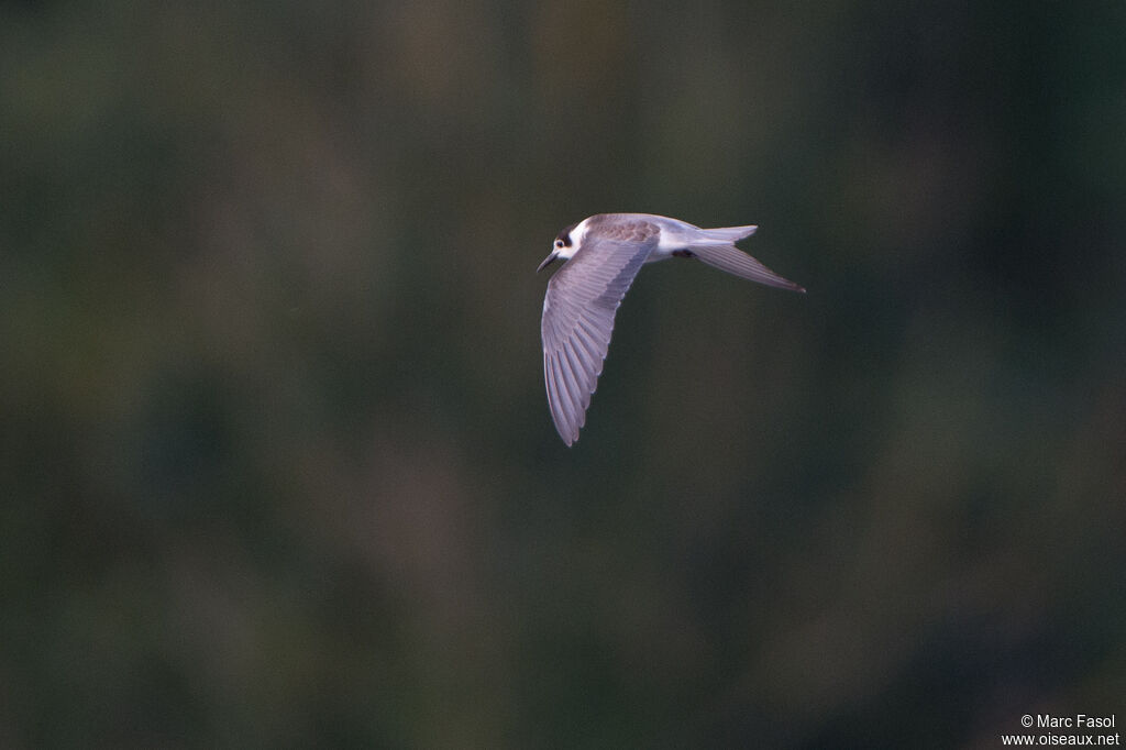 Black TernFirst year, Flight