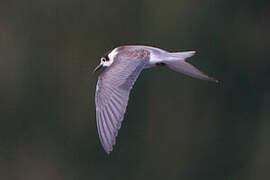 Black Tern