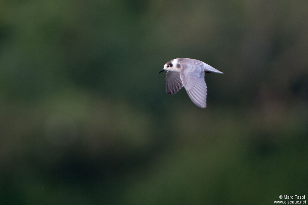 Black Ternadult post breeding, Flight