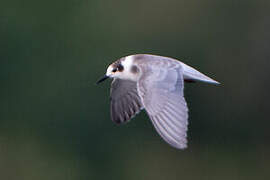 Black Tern