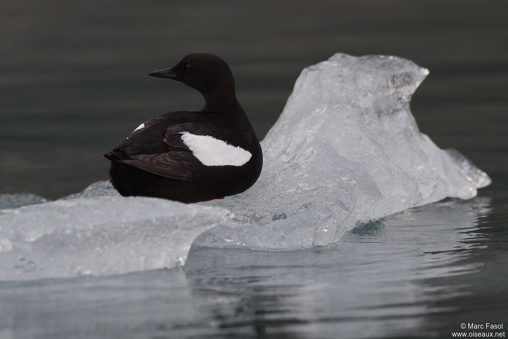 Black Guillemotadult breeding, identification