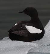 Black Guillemot