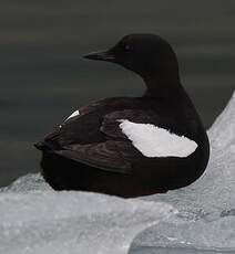 Guillemot à miroir