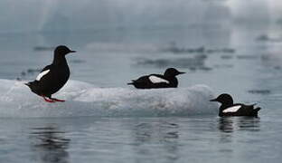 Guillemot à miroir