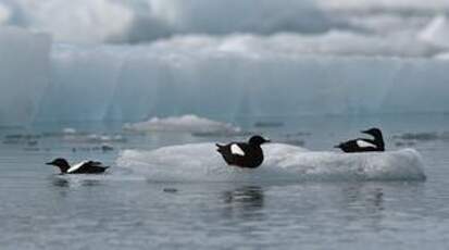 Guillemot à miroir