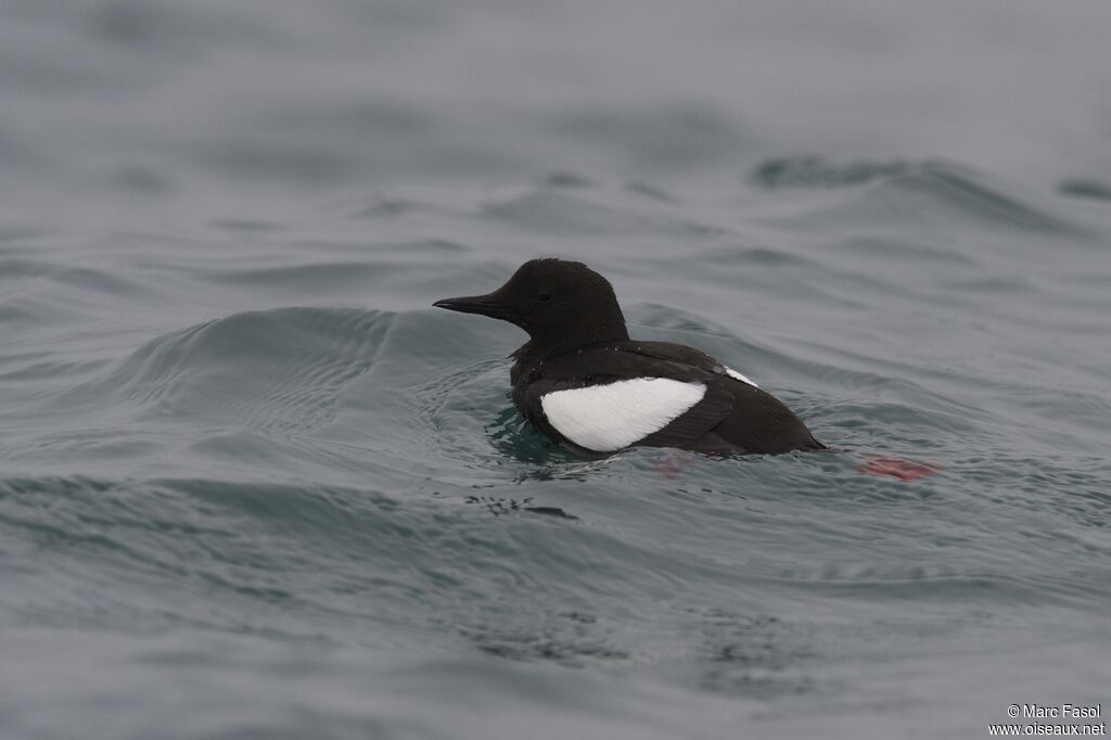 Black Guillemotadult, identification