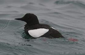 Black Guillemot