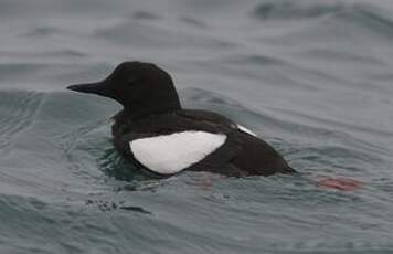 Guillemot à miroir