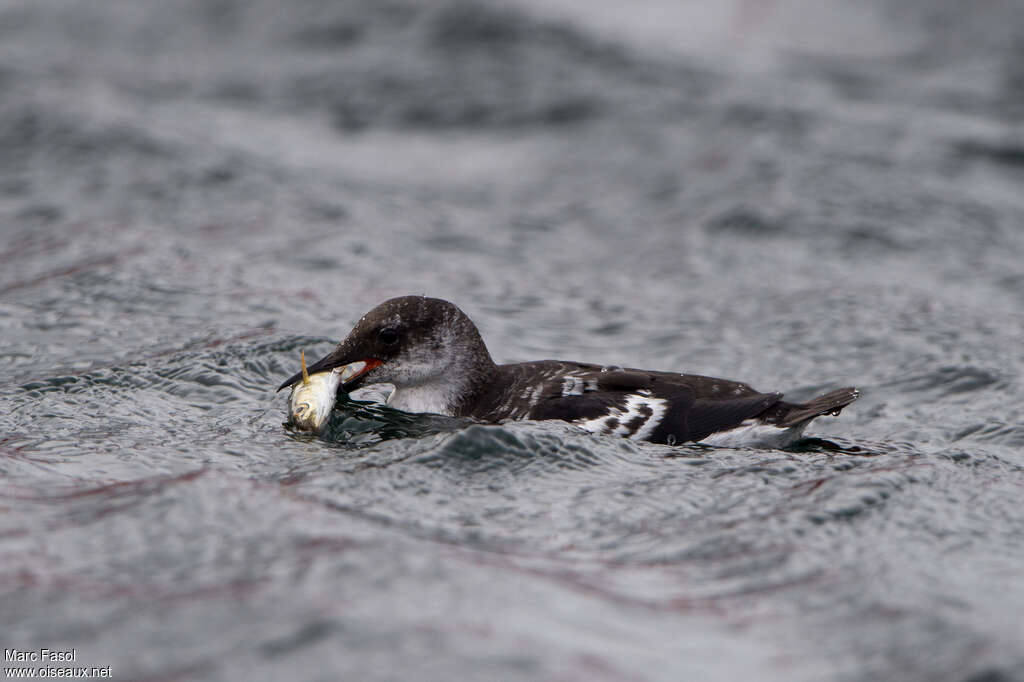 Guillemot à miroir1ère année, nage, régime, mange