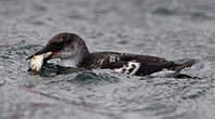 Guillemot à miroir