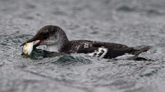 Black Guillemot