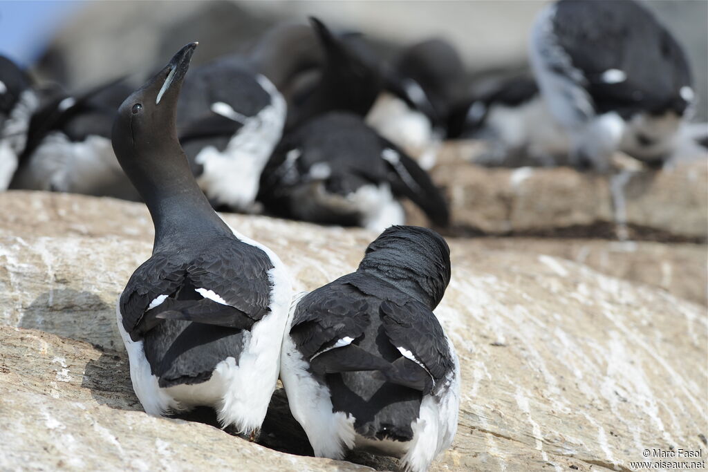 Guillemot de Brünnich adulte nuptial, identification, Nidification