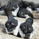 Guillemot de Brünnich