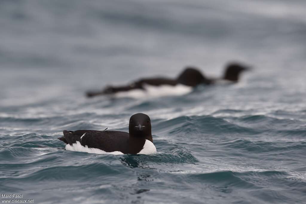 Guillemot de Brünnichadulte nuptial, identification, nage, Comportement