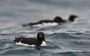 Guillemot de Brünnich