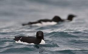 Guillemot de Brünnich