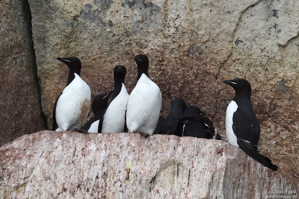 Thick-billed Murreadult, identification, Reproduction-nesting