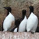 Guillemot de Brünnich