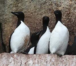 Guillemot de Brünnich