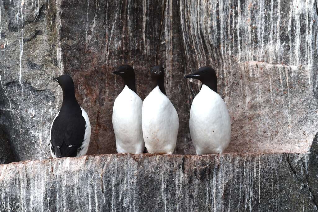 Guillemot de Brünnichadulte nuptial, habitat, pigmentation, Nidification, r. coloniale