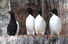 Thick-billed Murre