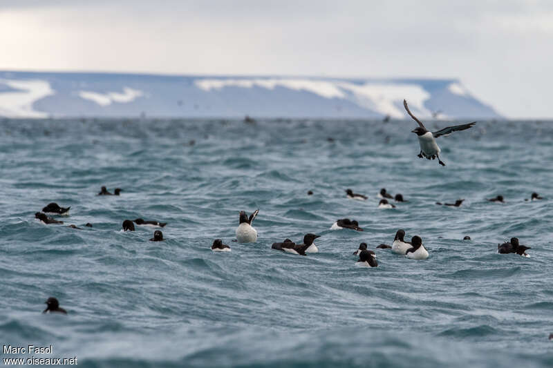 Thick-billed Murre, swimming, colonial reprod.