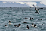 Guillemot de Brünnich