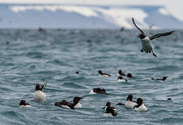 Thick-billed Murre