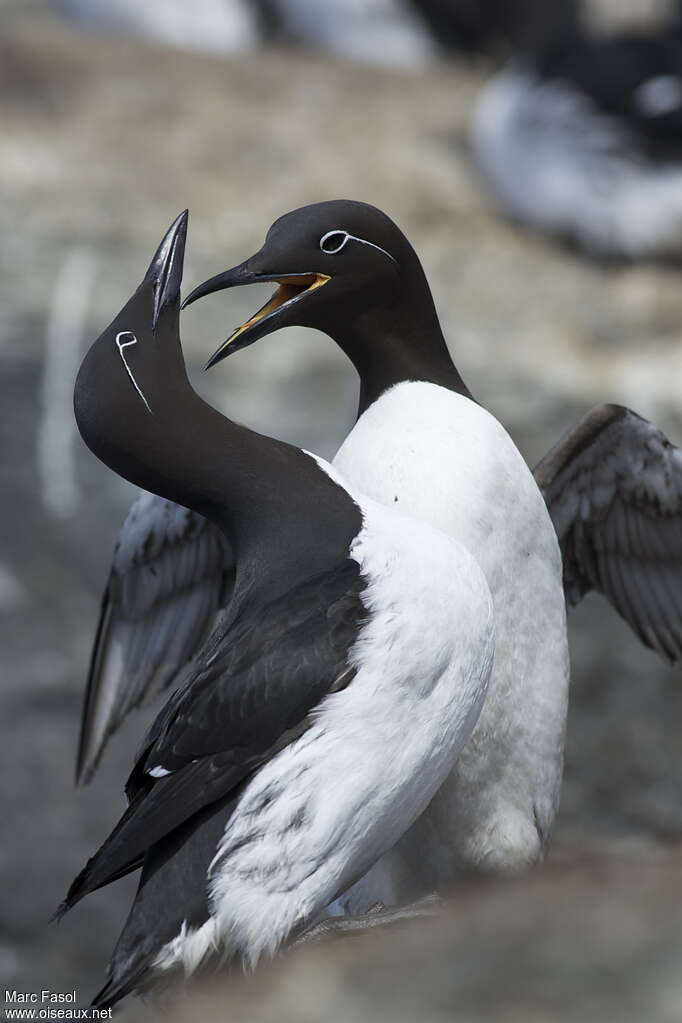 Guillemot de Troïladulte nuptial, parade, Nidification