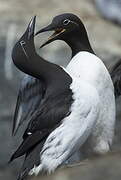 Common Murre