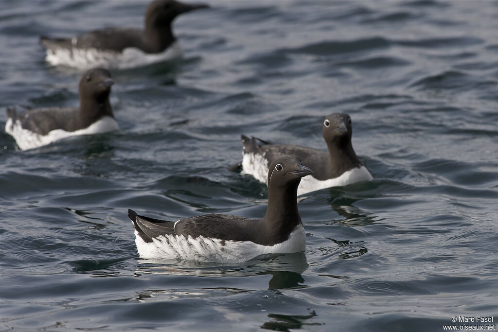 Guillemot de Troïladulte nuptial, identification