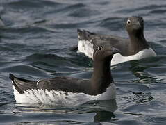 Common Murre