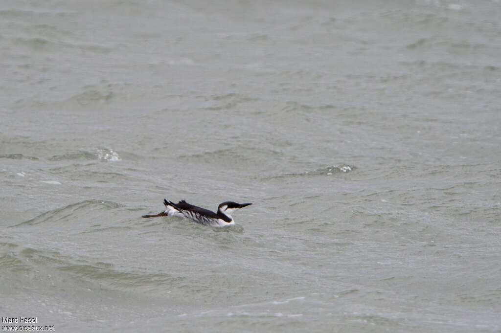 Guillemot de Troïladulte internuptial, nage