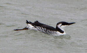 Guillemot de Troïl