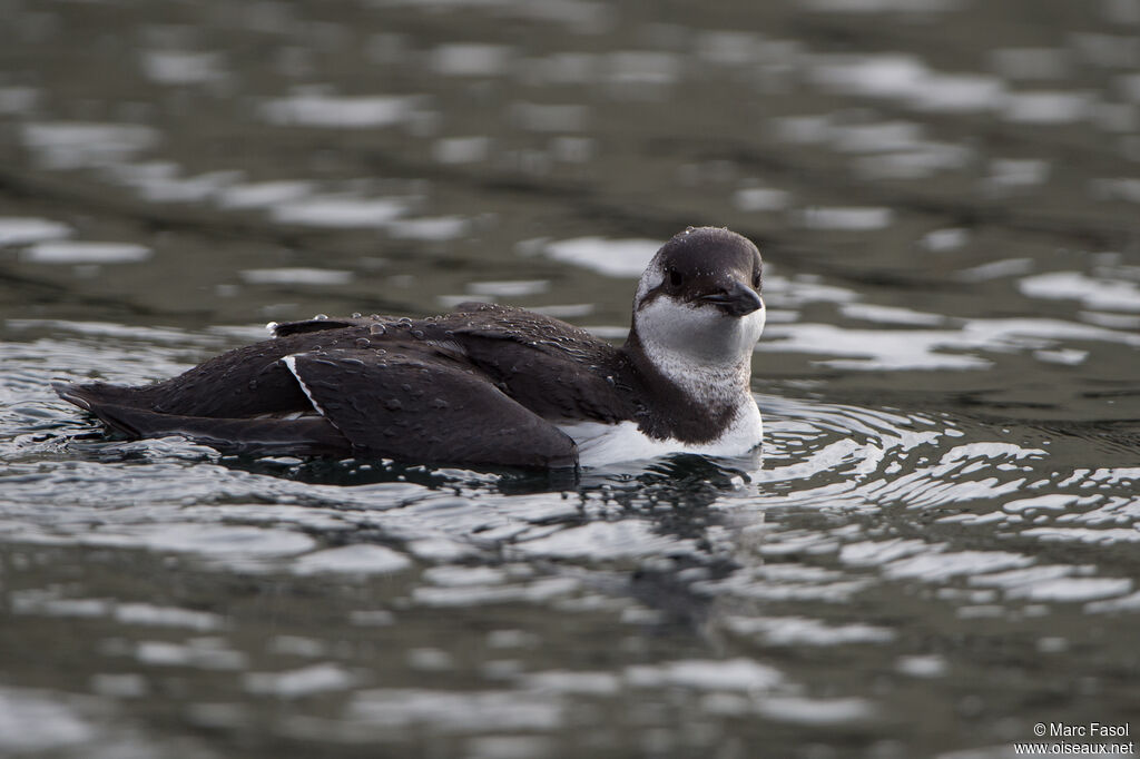 Guillemot de Troïladulte internuptial, identification, nage