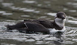 Guillemot de Troïl