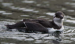 Common Murre