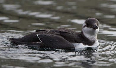 Guillemot de Troïl